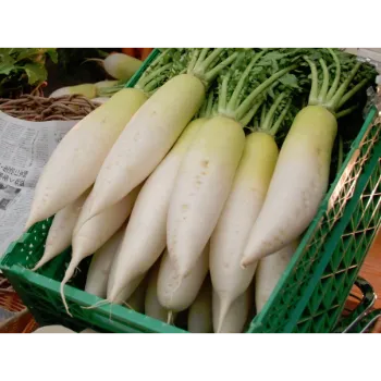 Fresh Radish 